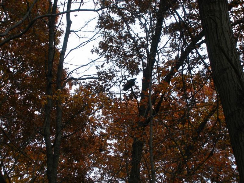 IMG_6486.jpg
