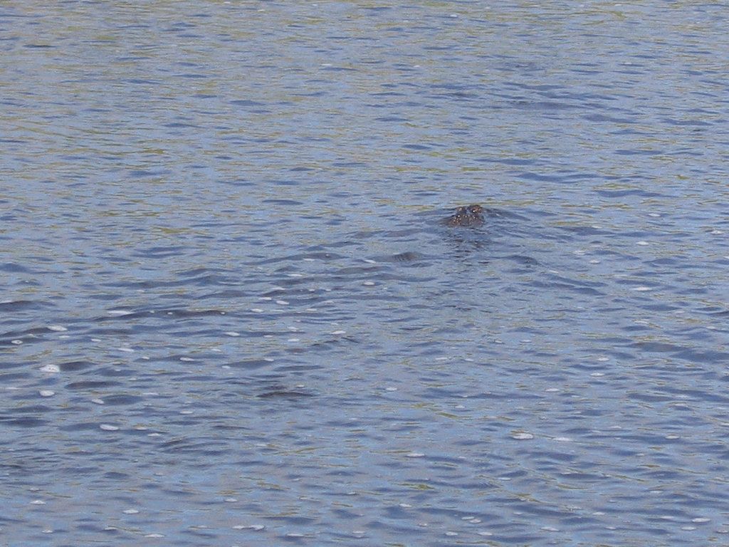IMG_7045_Gator.jpg