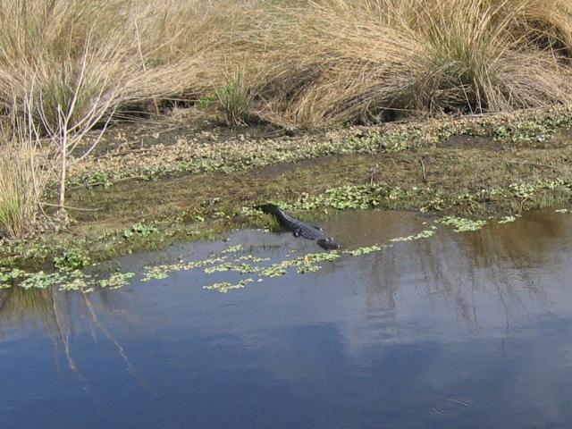 IMG_7062_Gator.jpg