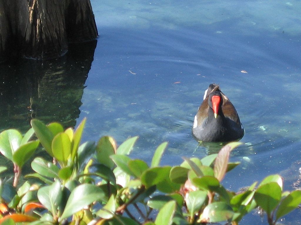 IMG_7080_Duck.jpg