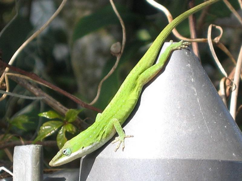 Green anole watches the tag artist