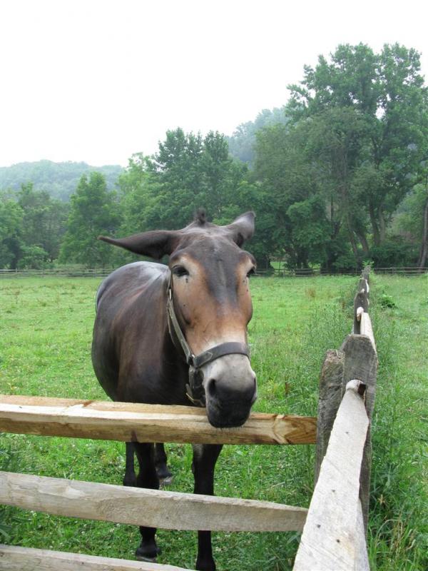 Mule!