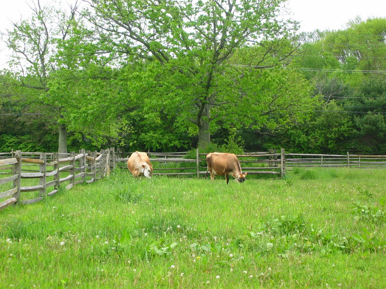 Cows in the field.