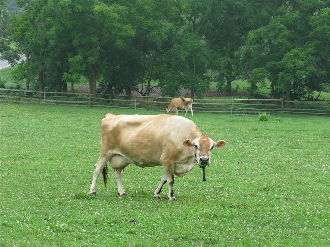 Grazing.