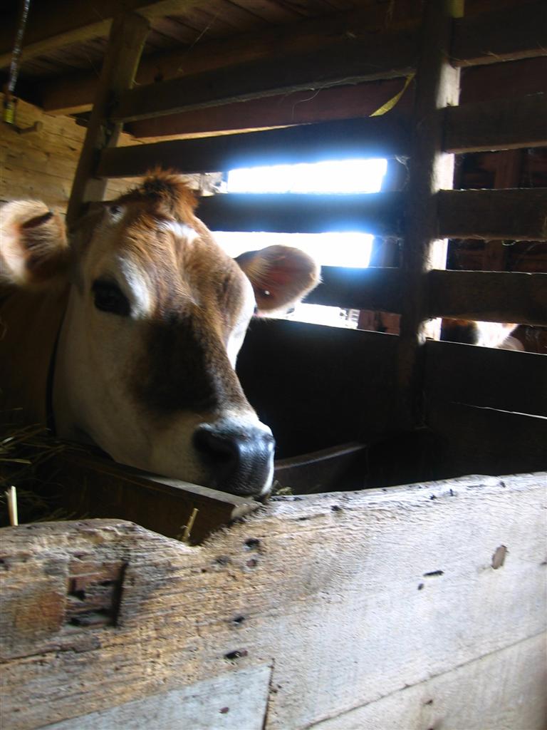 Time for a milking!