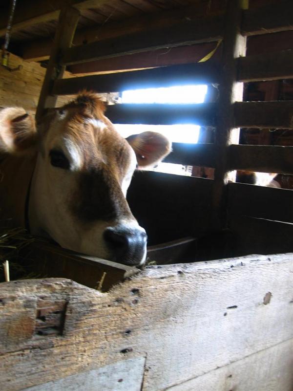 Time for a milking!