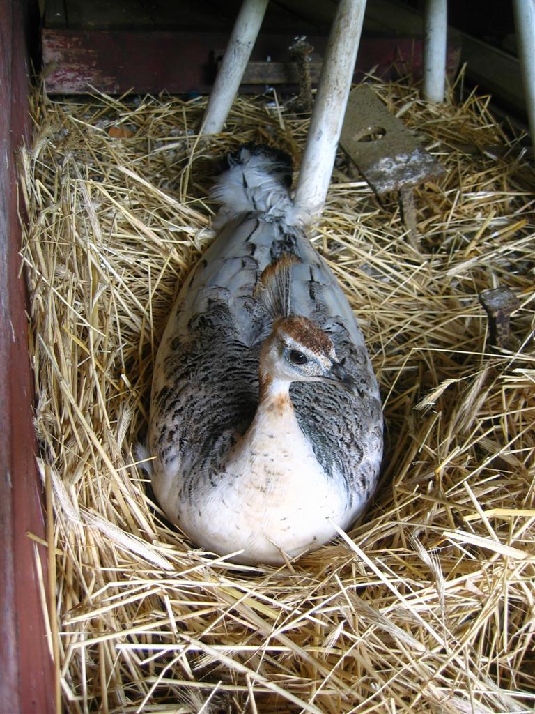 Peahen on an egg