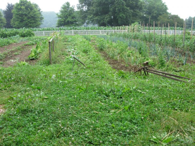 The Garden