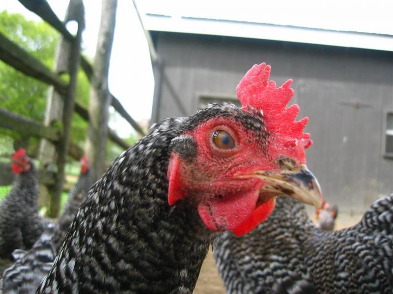 Keep an eye on the poultry, please!