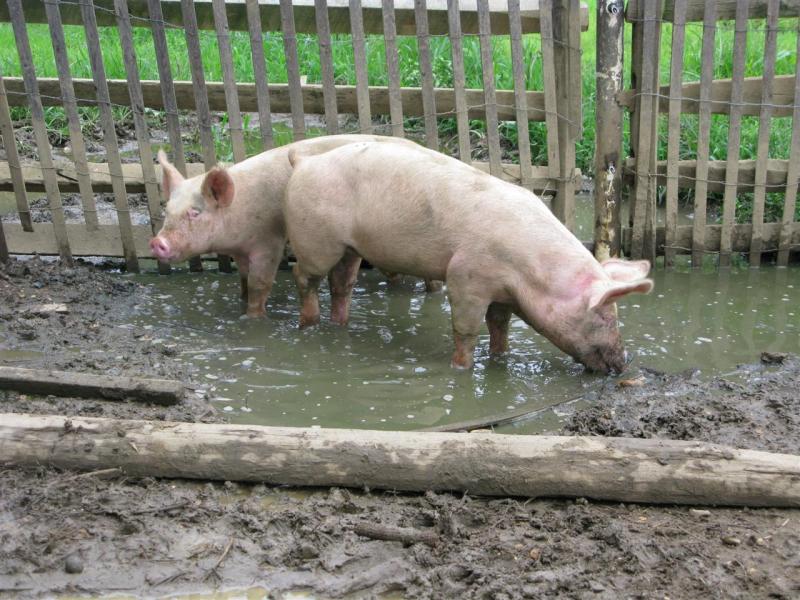 Hog wallow