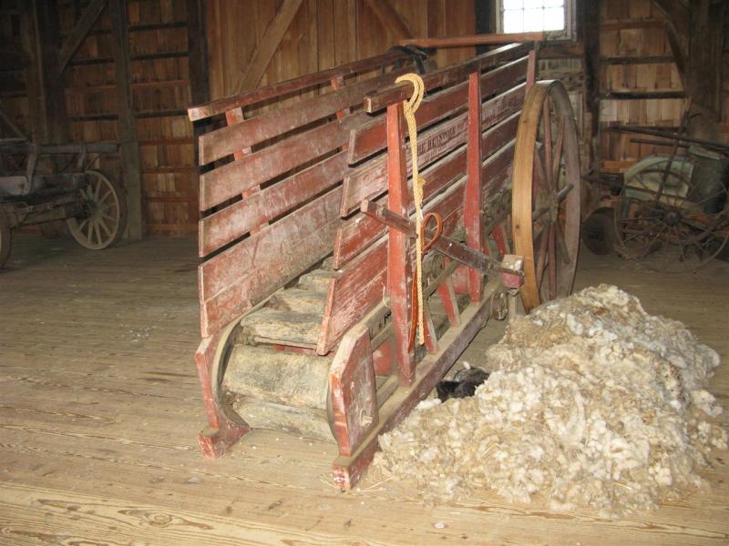 Treadmill for a mule