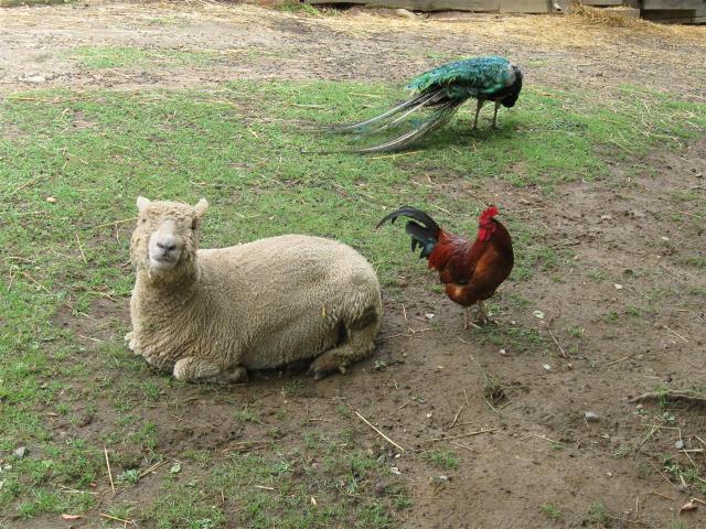 Longstreet menagerie