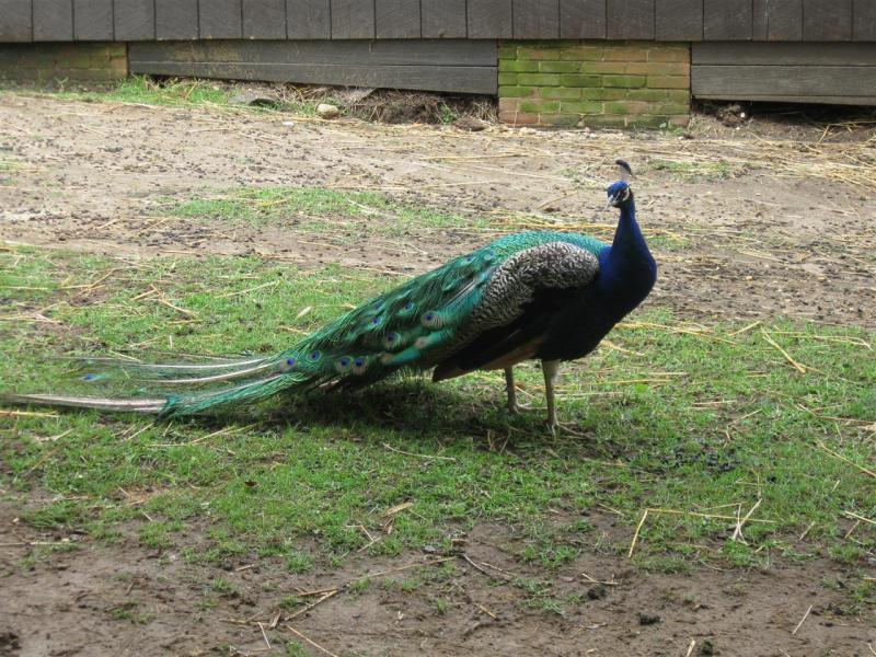 Peacock