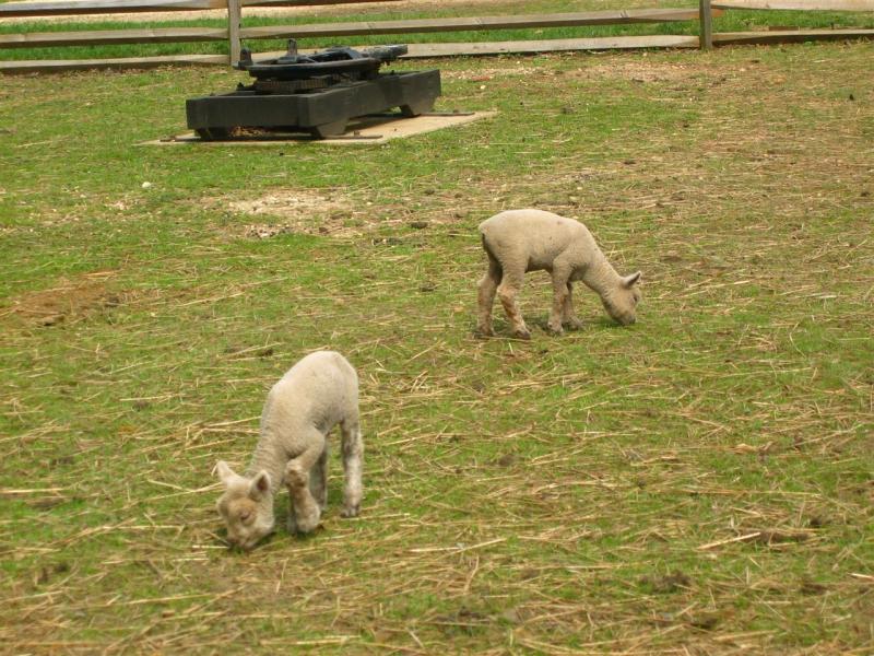 Tiny Lambkins