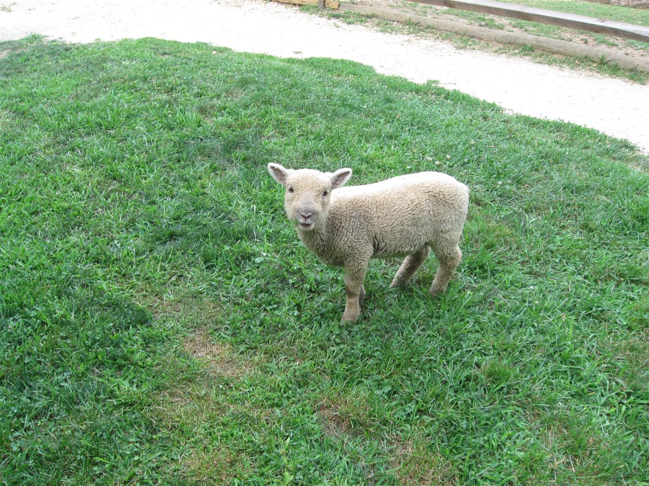 Little lost sheep - outside his pen!