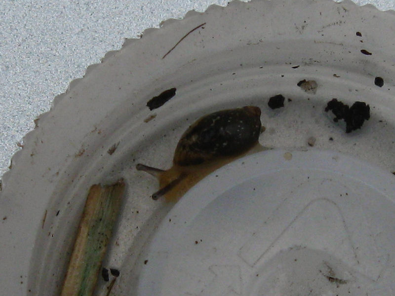 Cache Snail