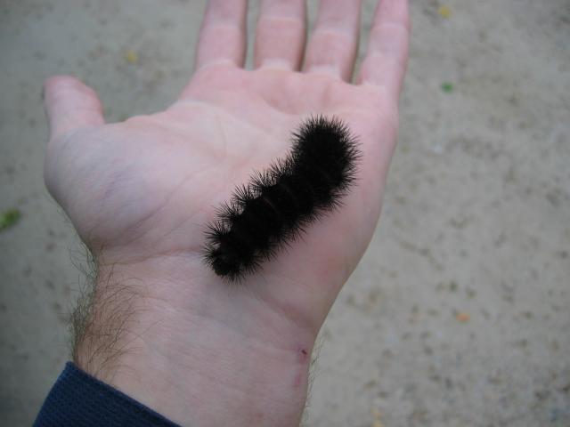 A wooly bear goes for a crawl up my arm.