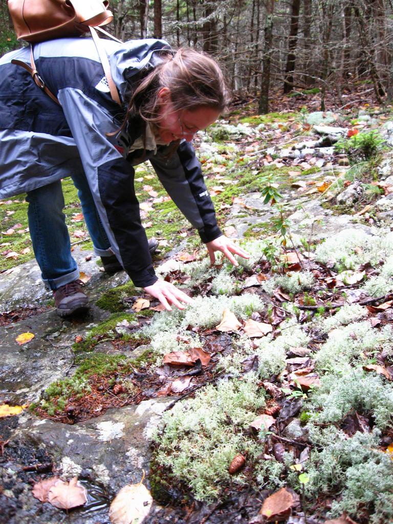 Forest Moss