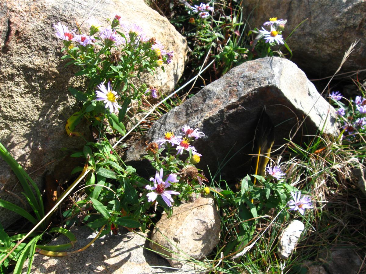 Craggy Wildflowers