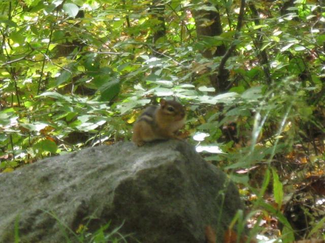 GONE Chipmunk