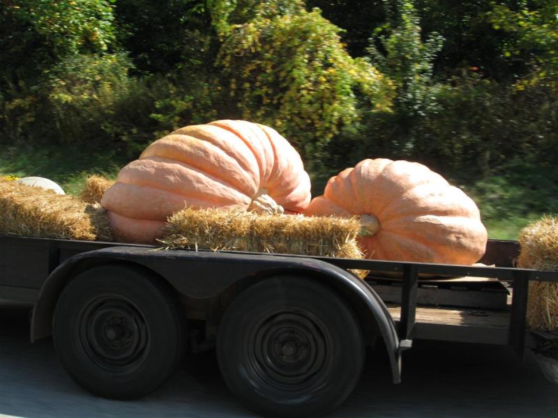 Giant Pumpkins