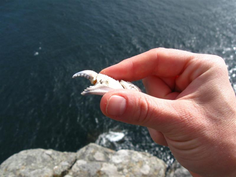 Pinching Pinchers