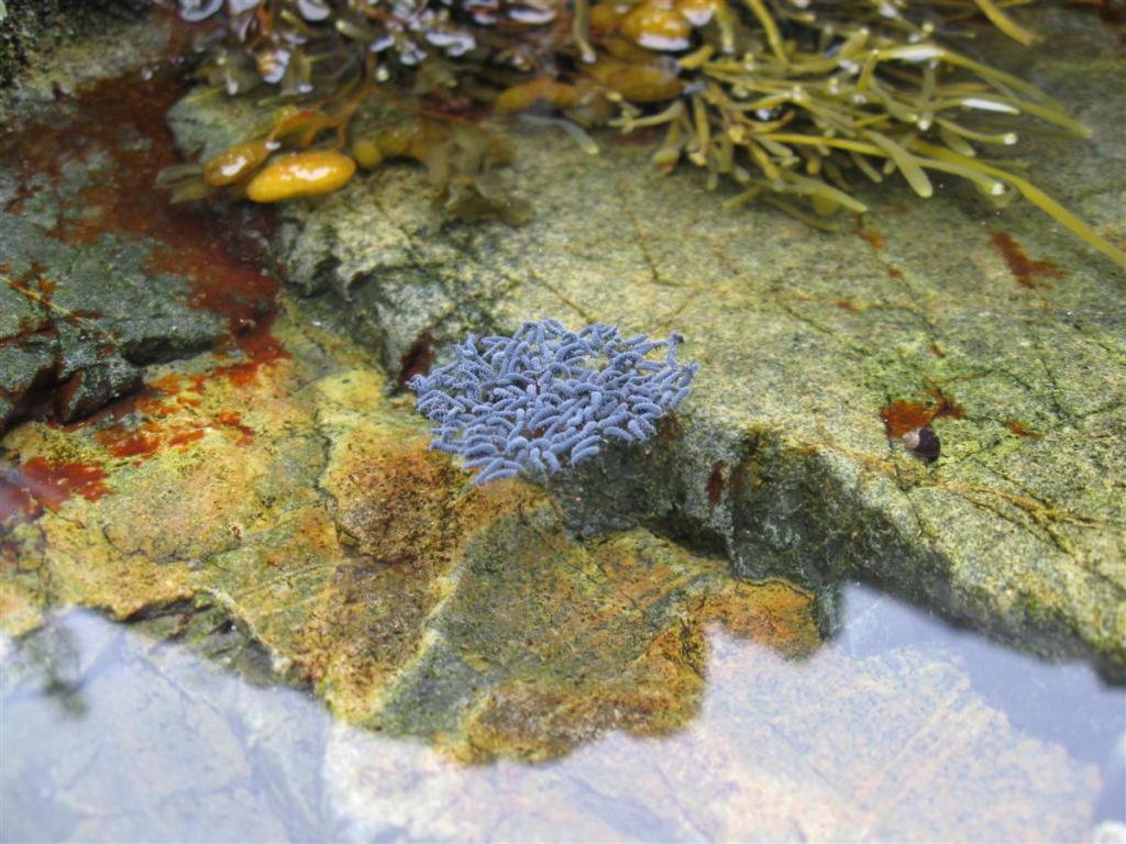 Tidal Pool Critters