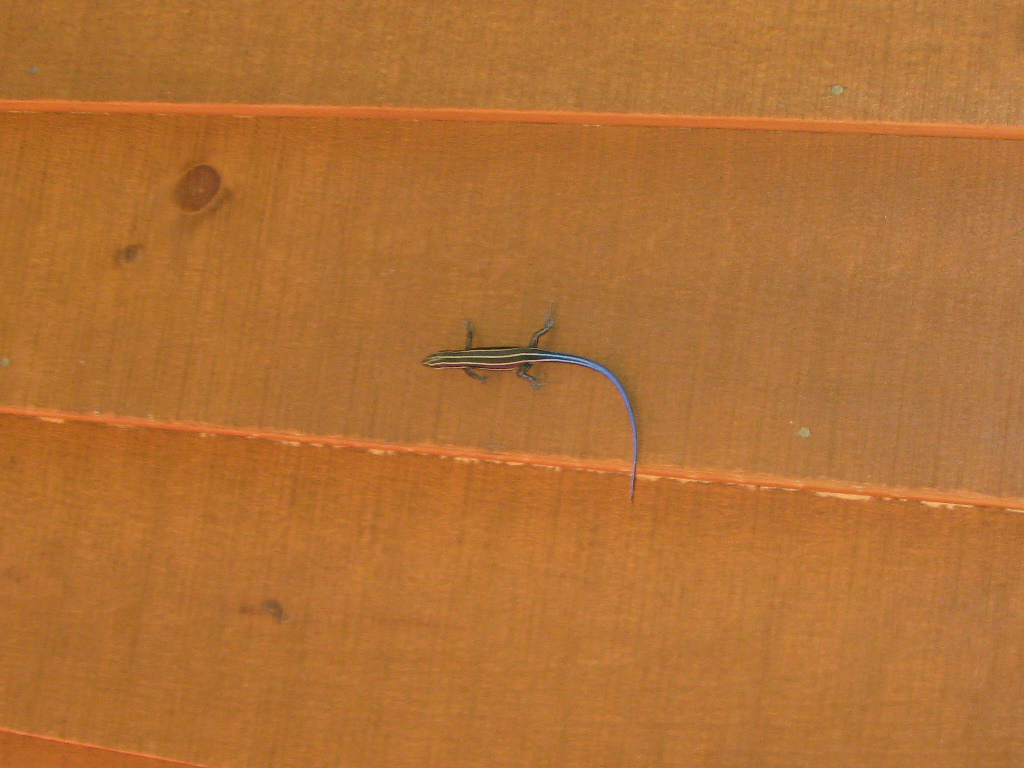 Blue Tailed Skink