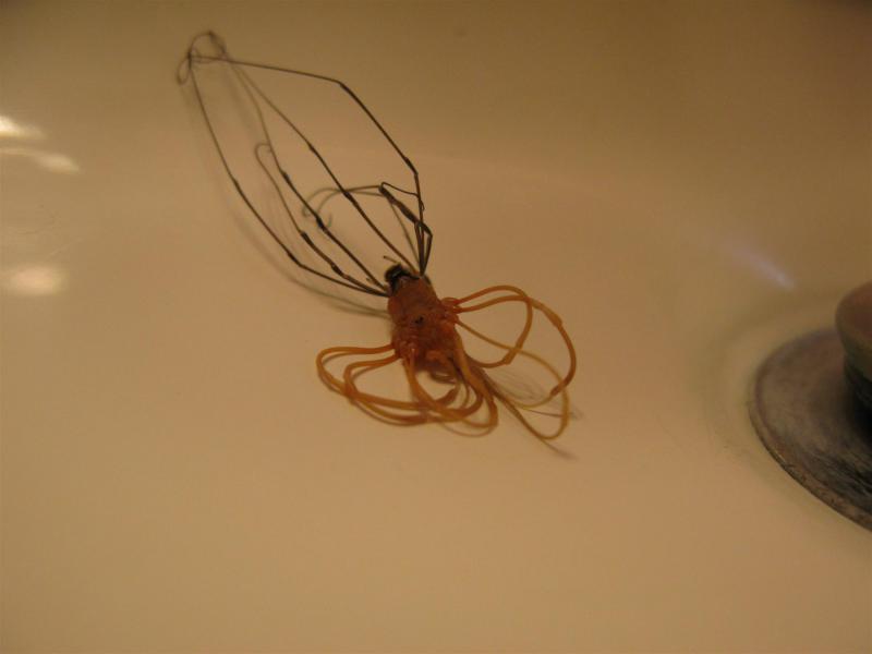 Daddy longlegs Molting