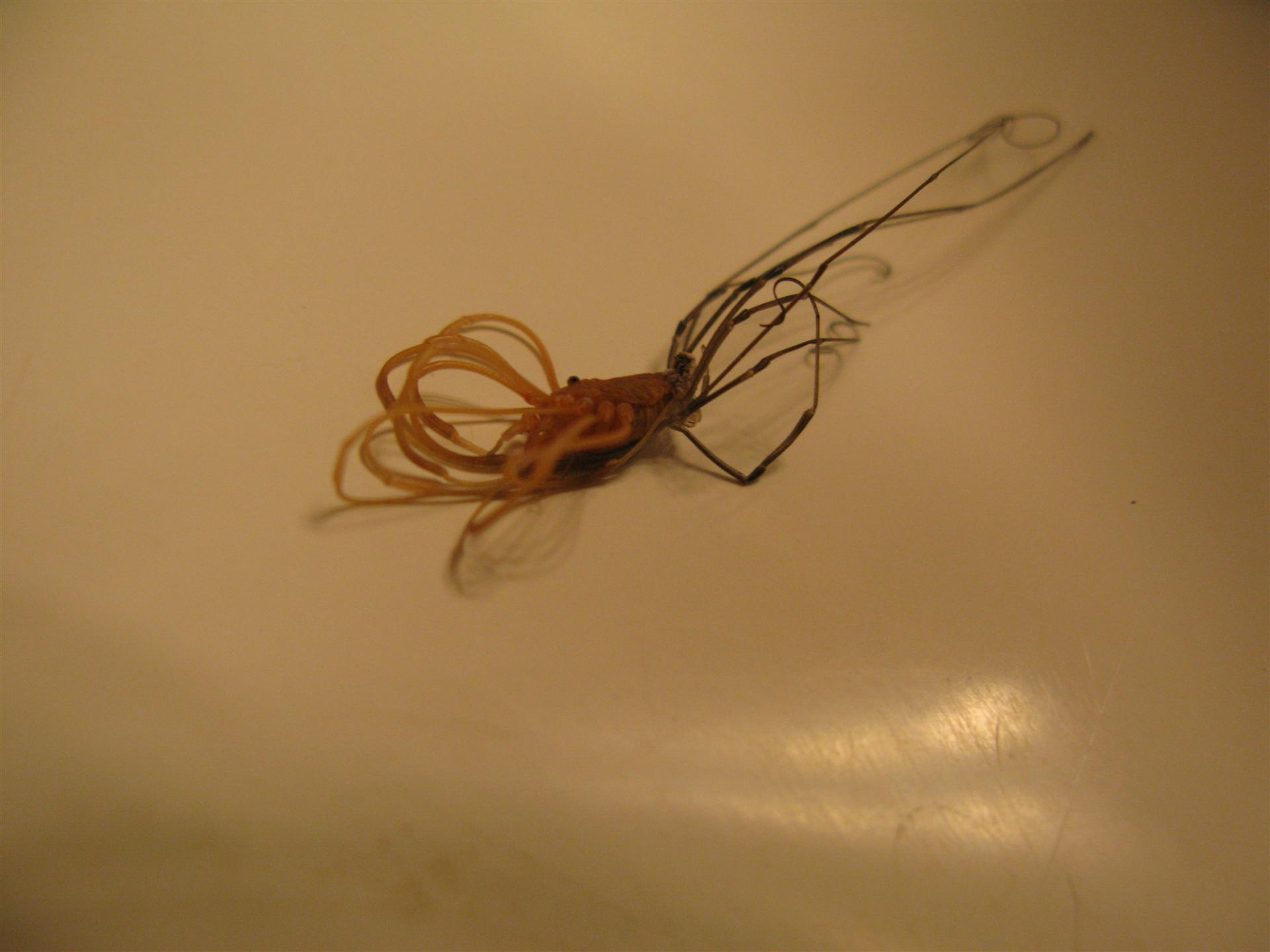 Daddy Longlegs (Aka Harvestmen)