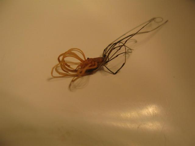 Daddy Longlegs (Aka Harvestmen)