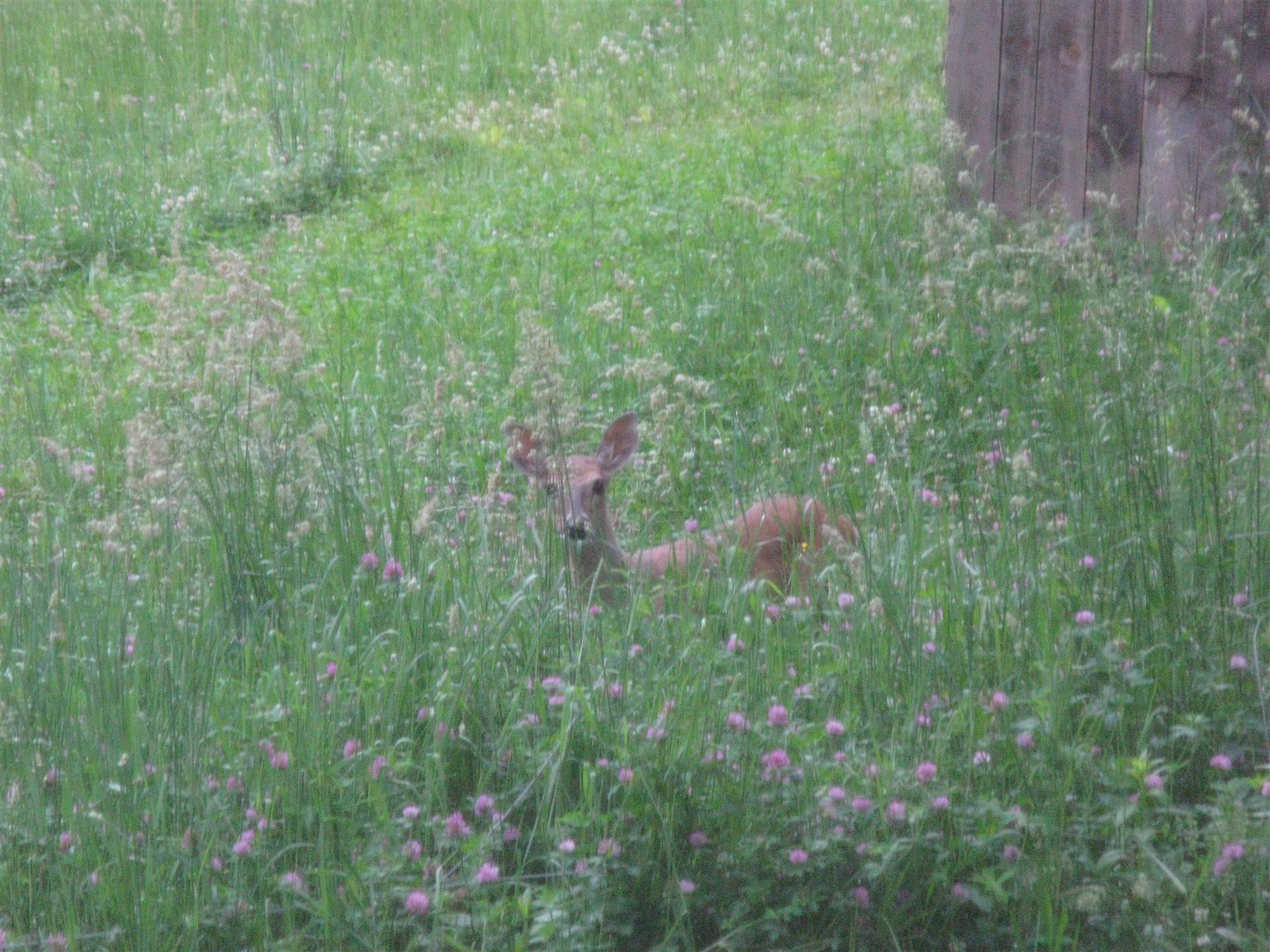 Backyard Deer