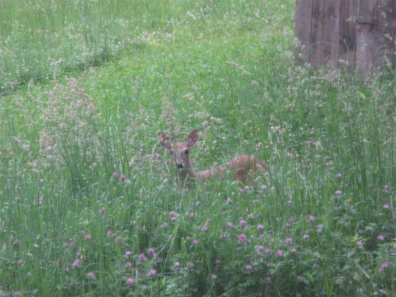 Backyard Deer