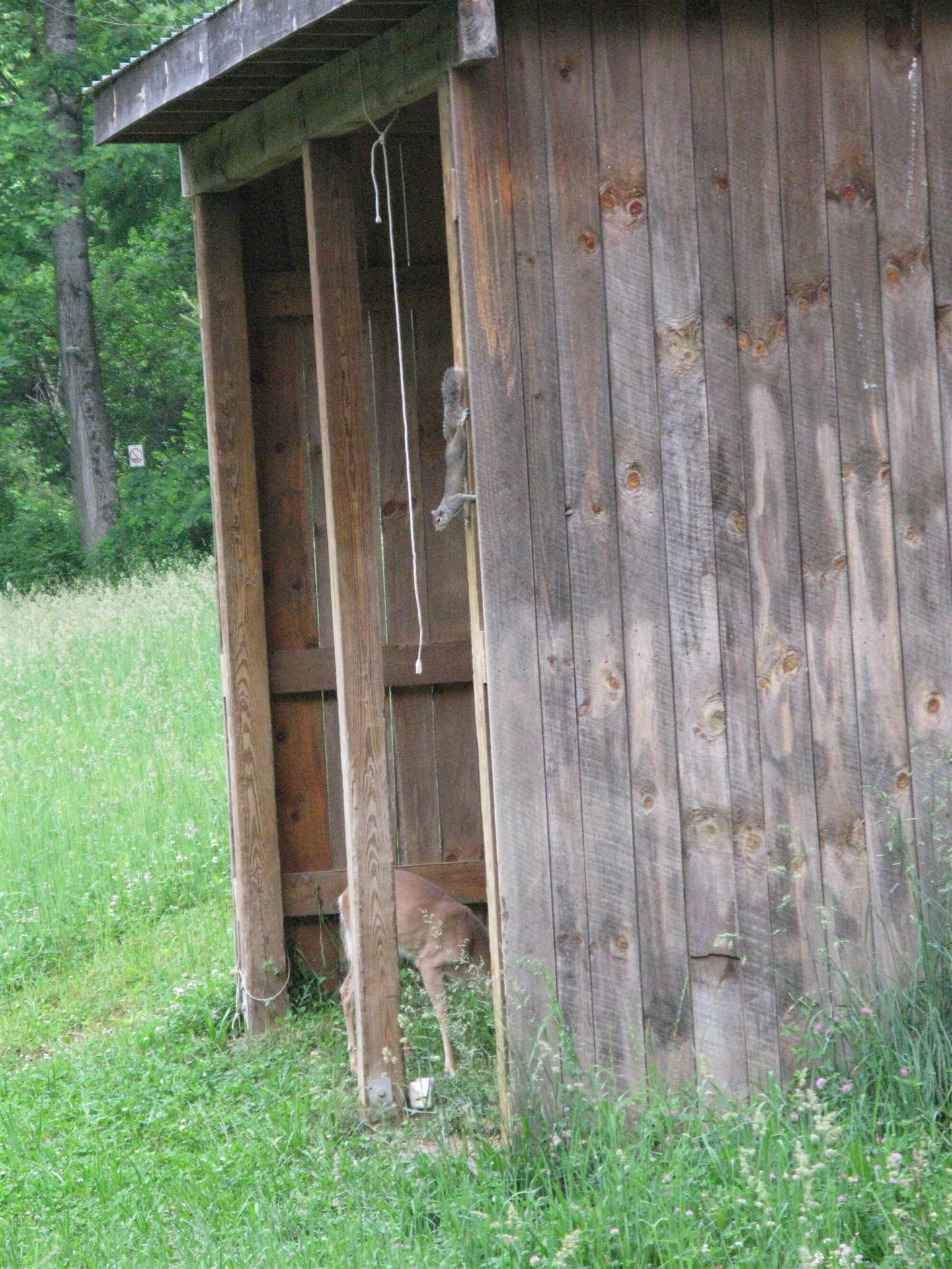 Squirrel sneaks up on Deer...