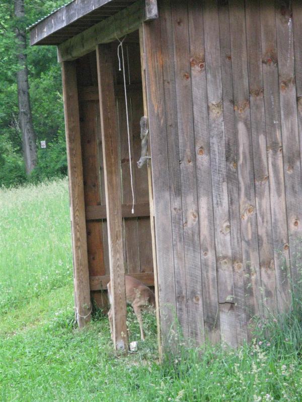 Squirrel sneaks up on Deer...