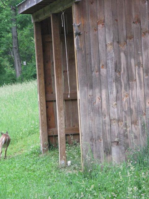 Squirrel Startles Deer....