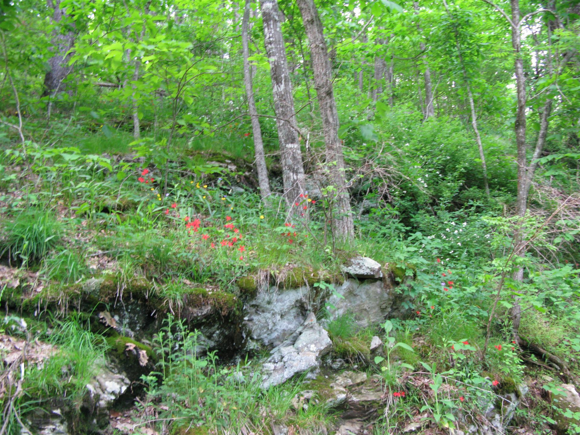 Red, Yellow, Blue, Purple & White Flowers