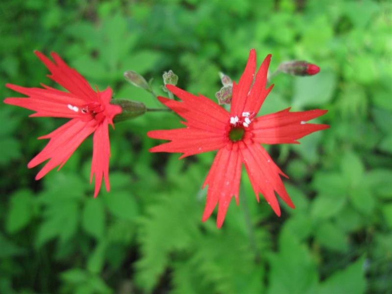 Red Wildflowers