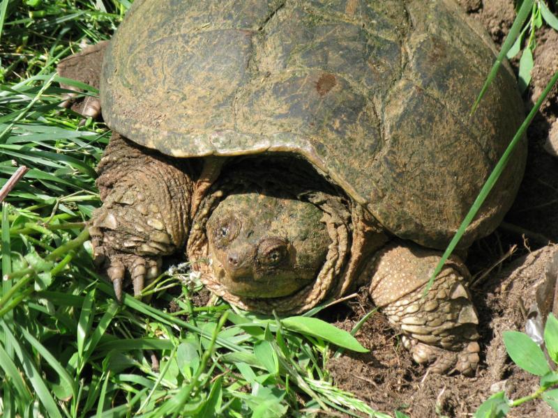 Snappy the Turtle