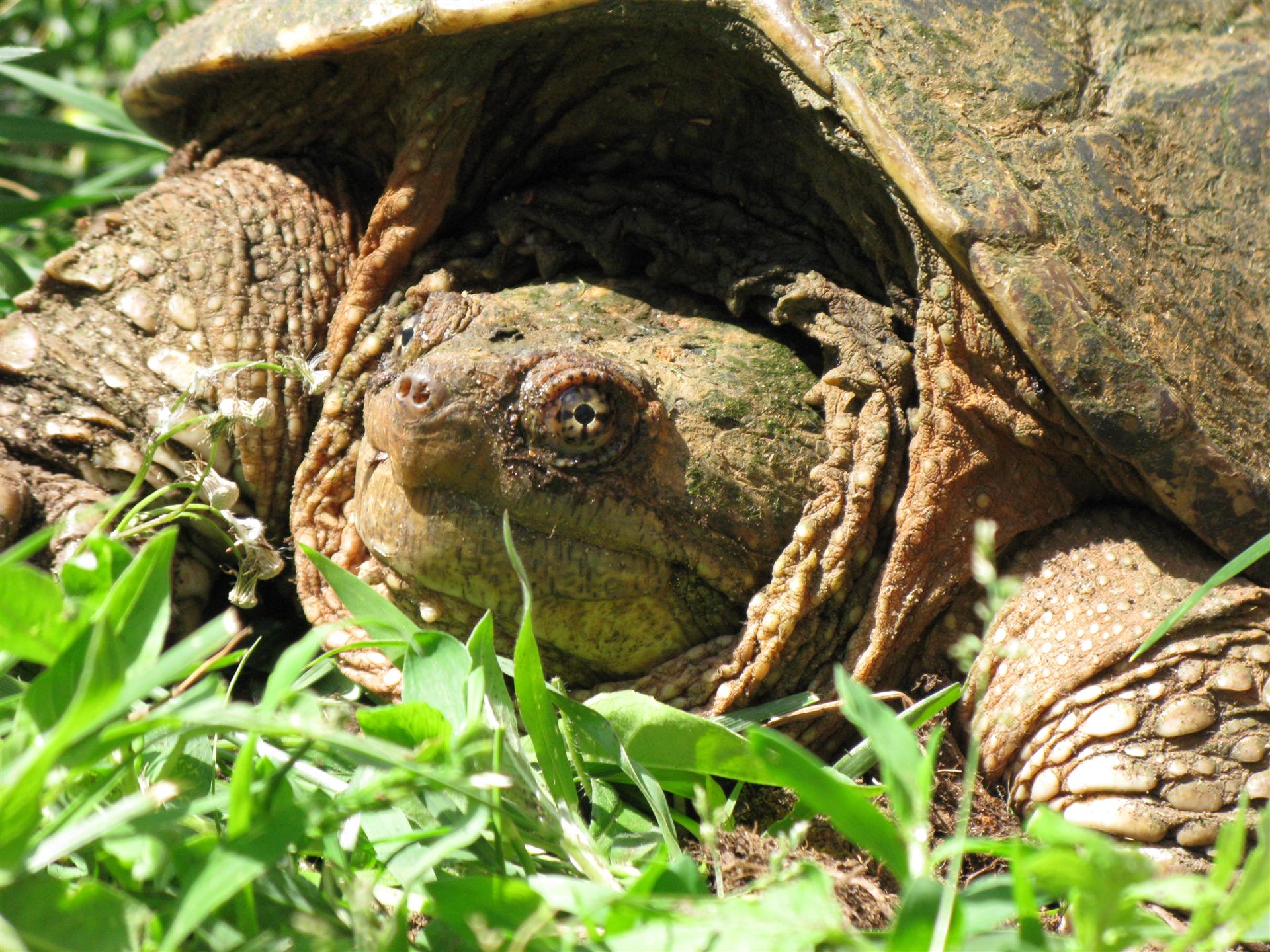 Eye of the Turtle