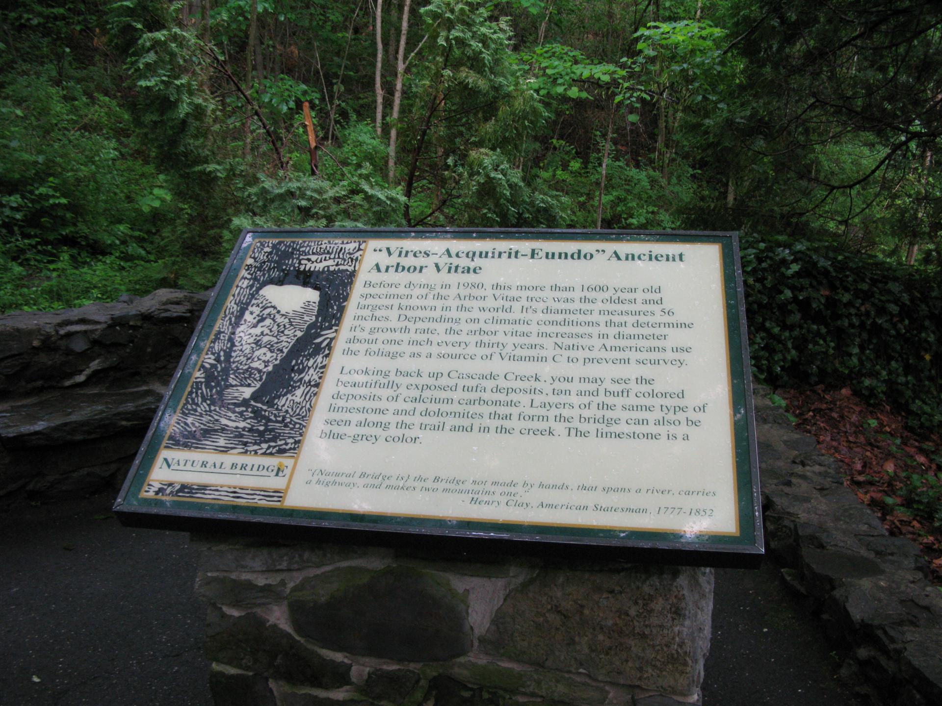 Natural Bridge - Old Tree