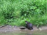 Beaver goes for lunch