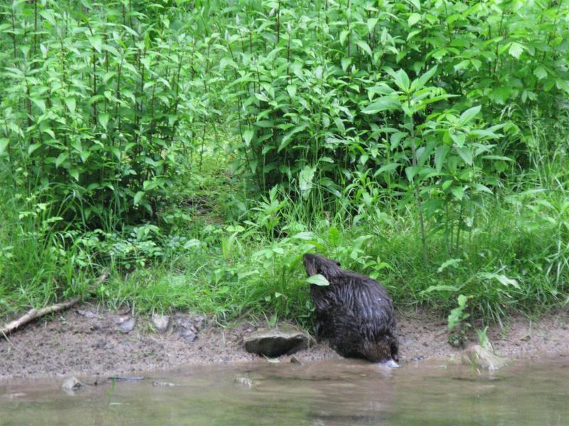 Beaver goes for lunch
