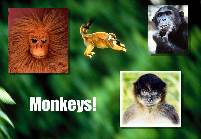 Monkeys