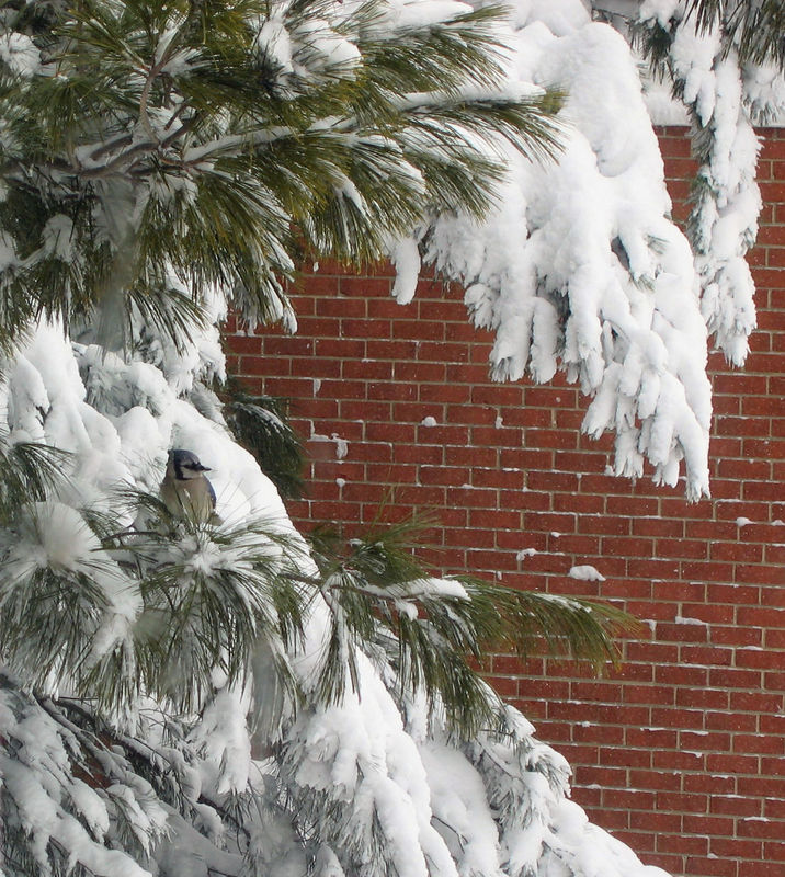 snowjay2.jpg