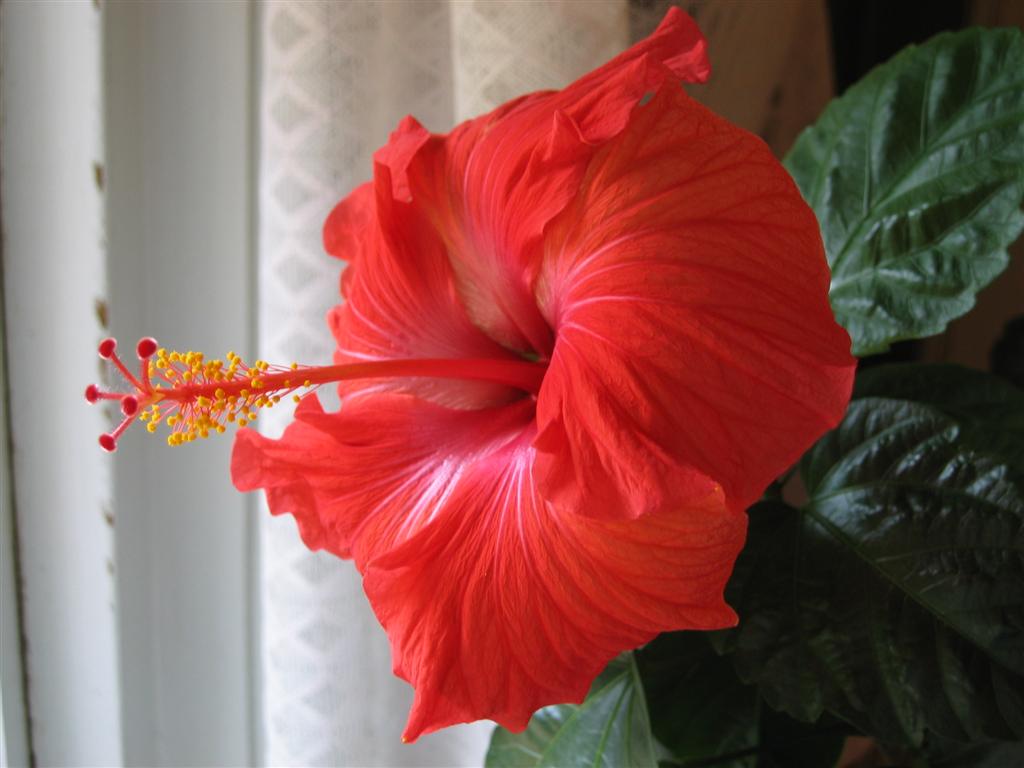 bloomer