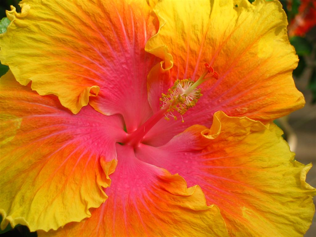 bloomer2