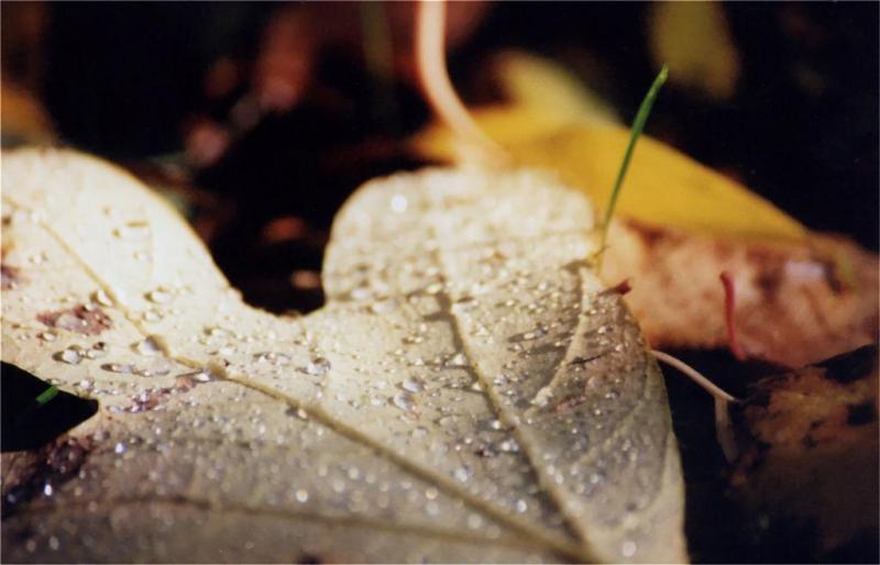 macro1