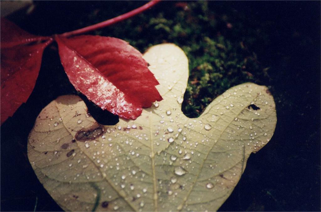 macro2