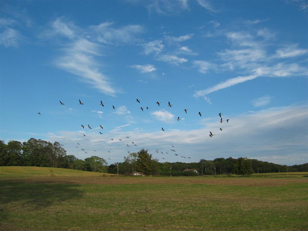 geese